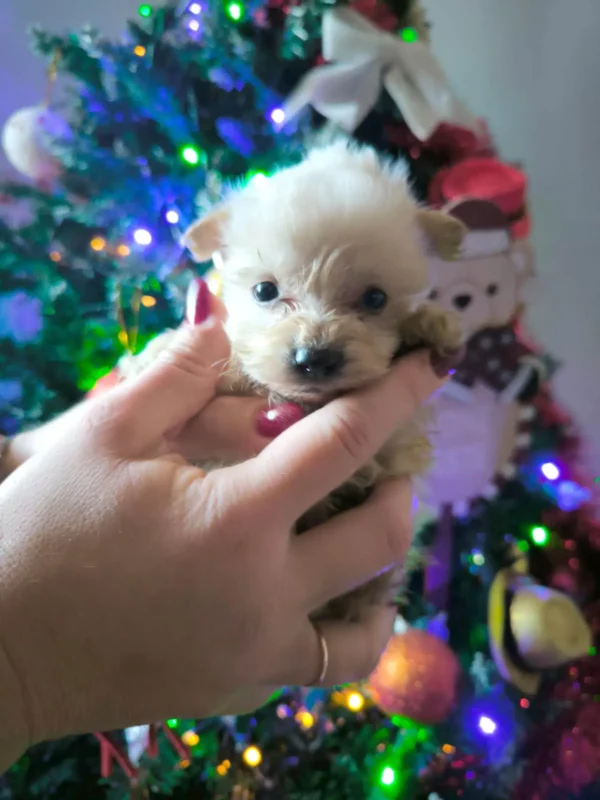 Morkie Golden à vendre