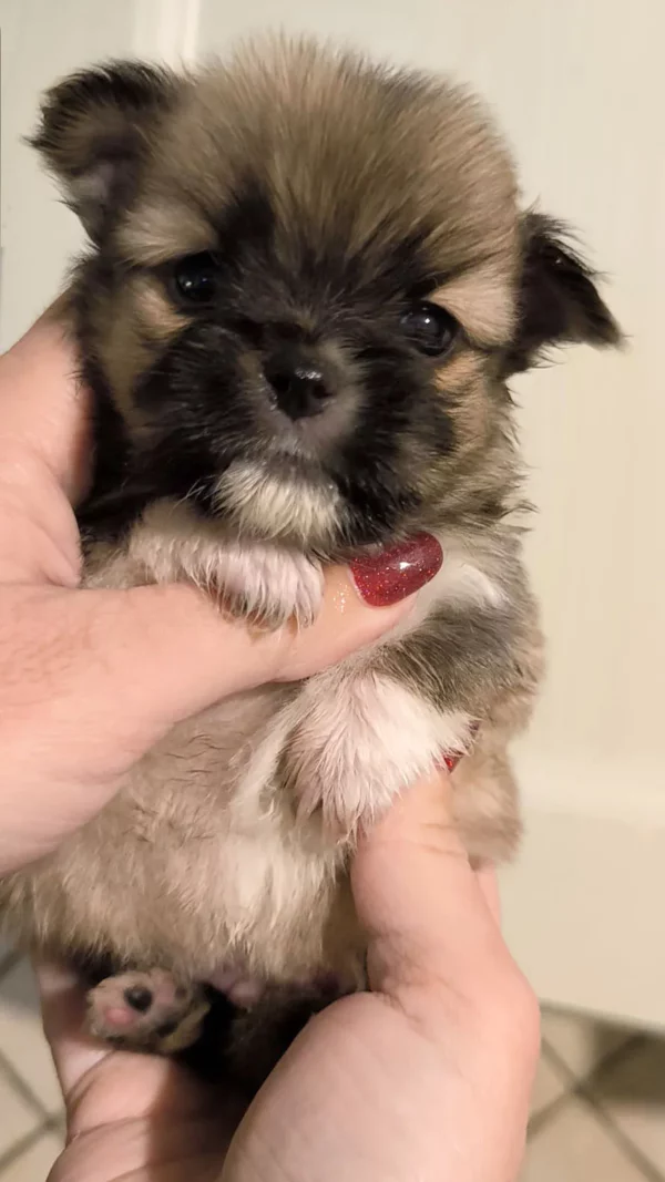 Morkie Poo à vendre
