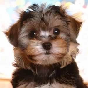 Morkie Toy à vendre