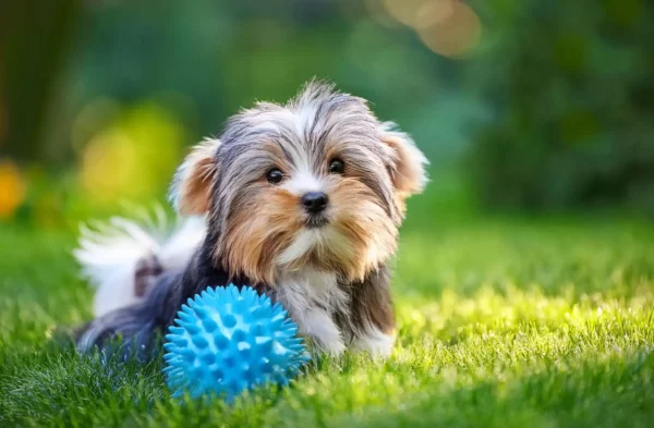 Morkie Toy dans un jardin