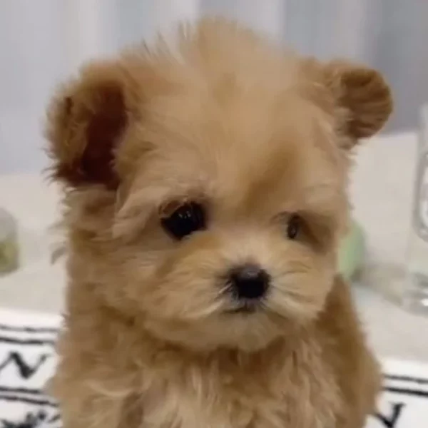 Pomapoo à vendre