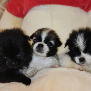 Adopter Malshis Coréens noirs et blancs