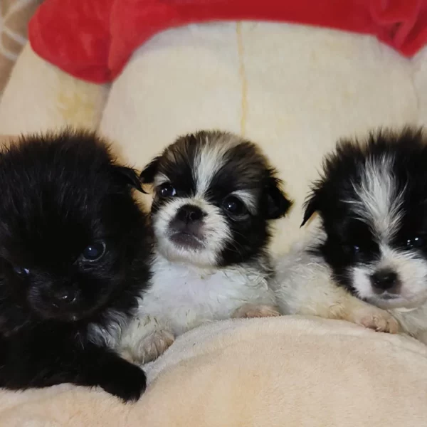 Adopter Malshis Coréens noirs et blancs