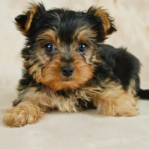 Yorkie Poo à vendre