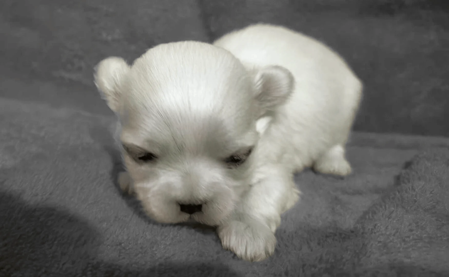 Petit chien maltais coréen
