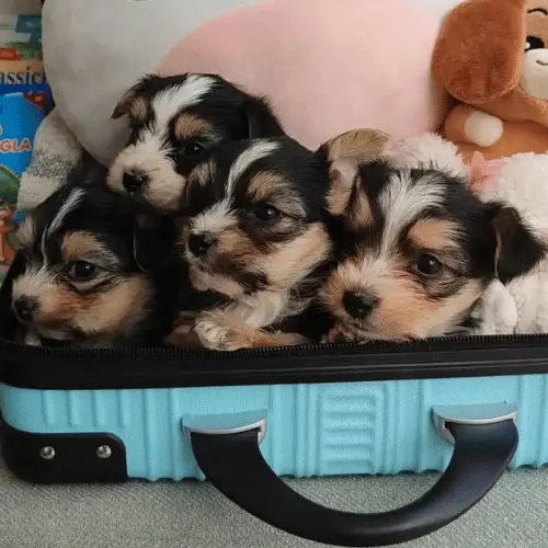 Petits chiens toy à vendre