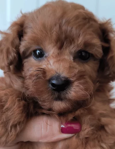 Caractère du Caniche Toy