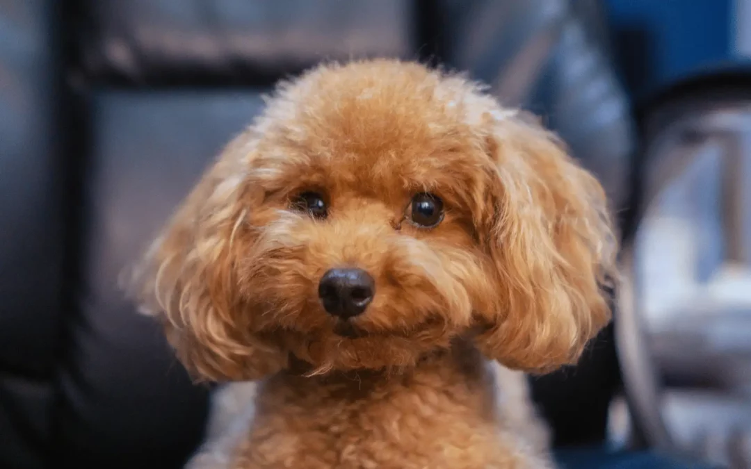 Caractère du Caniche Toy : un petit chien vif, tendre et intelligent