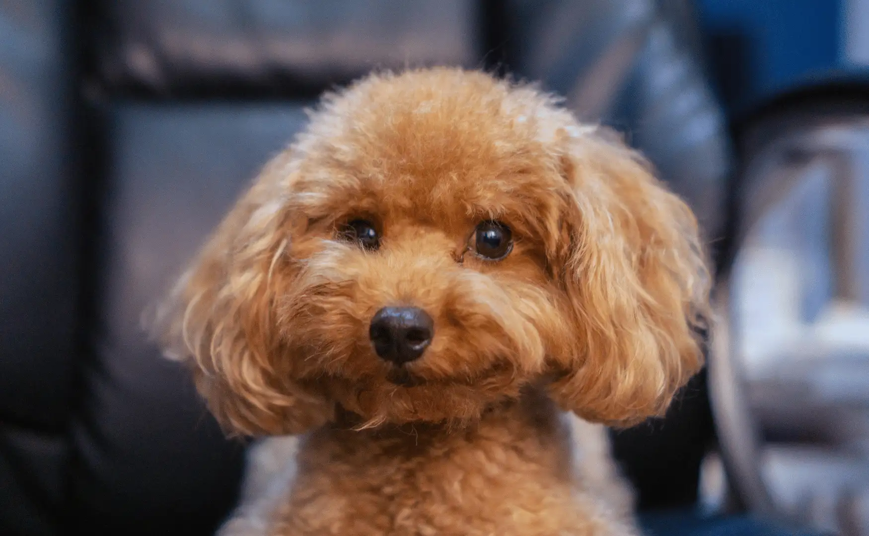 Caractère du Caniche Toy Caractère du Caniche Toy