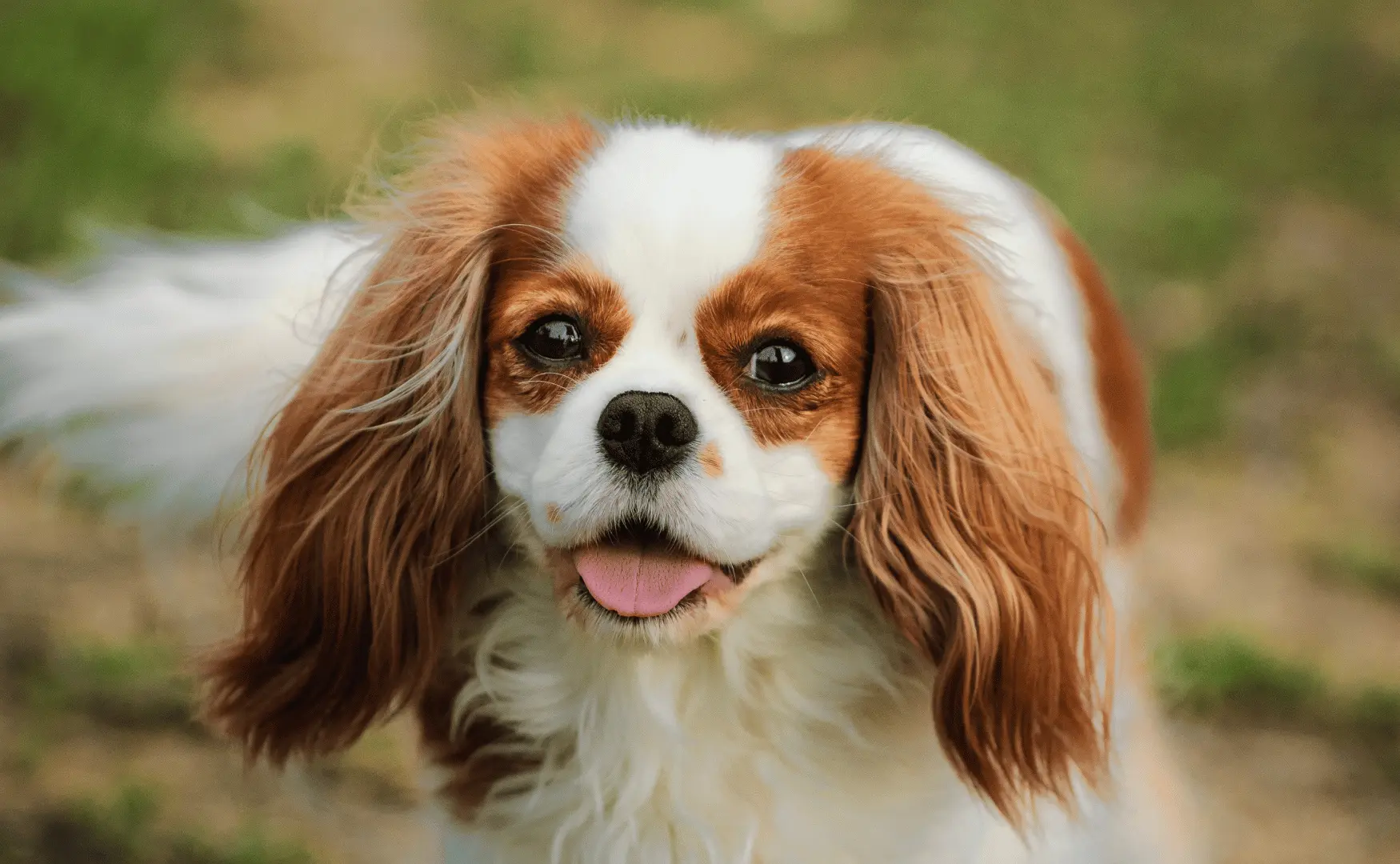 Cavalier King Charles