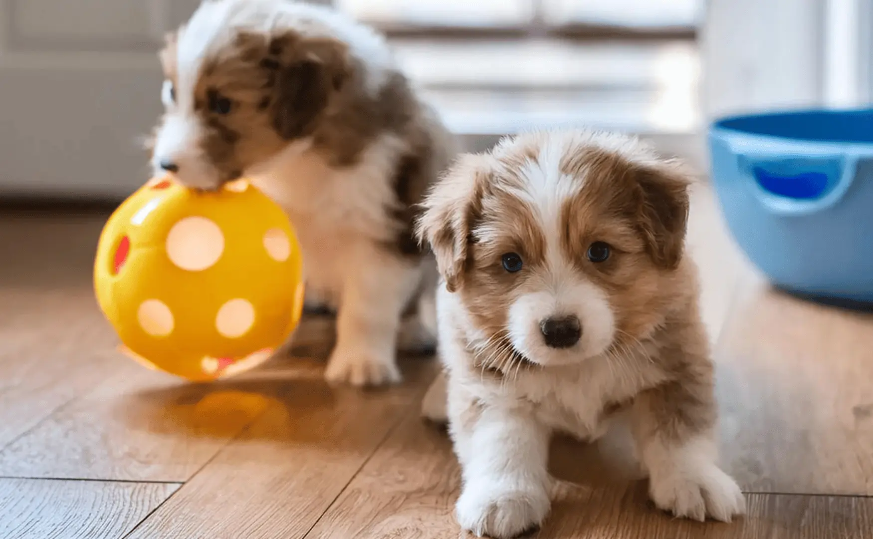 Petit chien facile à vivre Petit chien facile à vivre