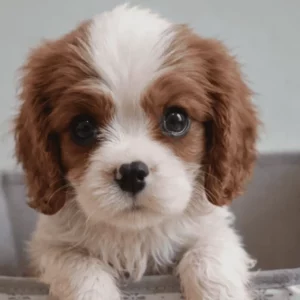 Cavalier King Charles