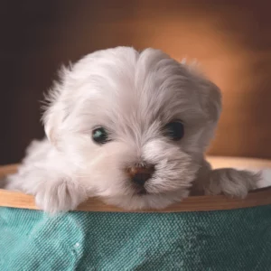 Bichon Maltais à vendre