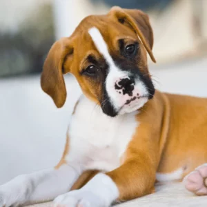 Boxer qui prend la pose dans un élevage