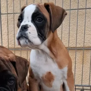 Boxer qui prend la pose dans un élevage