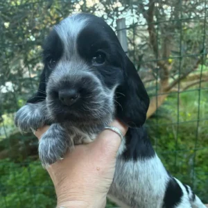 Cocker anglais dans un élevage