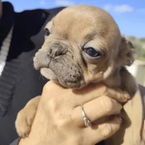 Élevage de Bouledogue Français