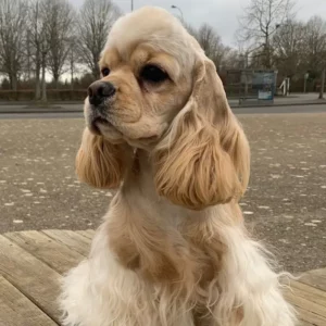 Élevage de Cocker Américain