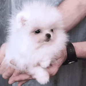 Loulou de Poméranie en élevage