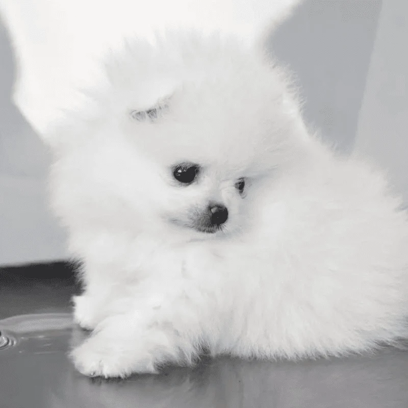 Spitz nain à vendre